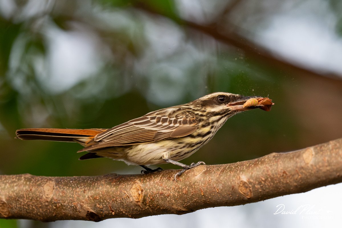 DPPhotography - Pantanal - Streaked flycatcher - K.jpg - Streaked flycatcher - Pantanal, Brazil