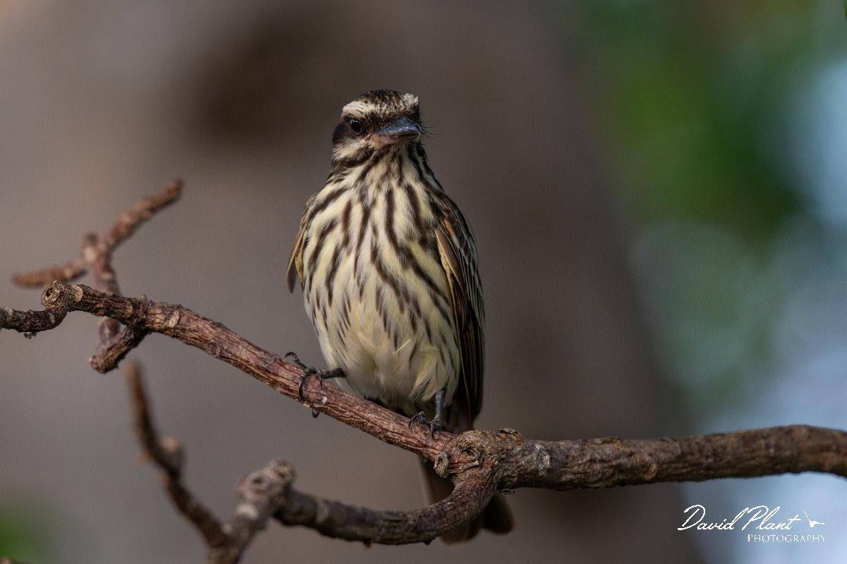 DPPhotography - Pantanal - Streaked flycatcher - L.jpg - Streaked flycatcher - Pantanal, Brazil