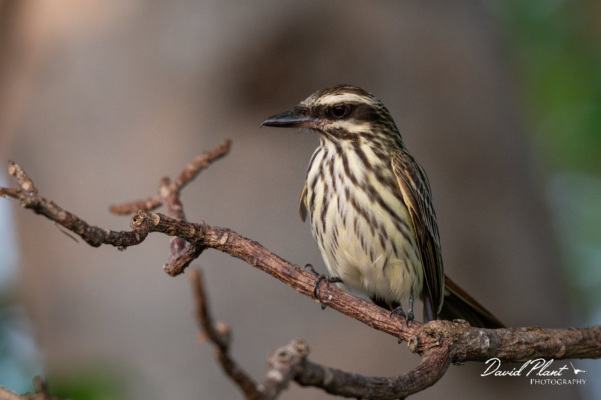 DPPhotography - Pantanal - Streaked flycatcher - M.jpg - Streaked flycatcher - Pantanal, Brazil