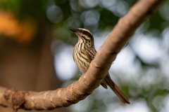 DPPhotography - Pantanal - Streaked flycatcher - B