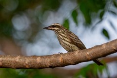 DPPhotography - Pantanal - Streaked flycatcher - C