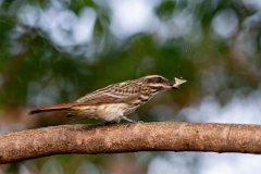 DPPhotography - Pantanal - Streaked flycatcher - D