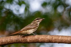 DPPhotography - Pantanal - Streaked flycatcher - F