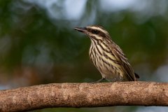 DPPhotography - Pantanal - Streaked flycatcher - G