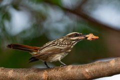 DPPhotography - Pantanal - Streaked flycatcher - H