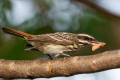 DPPhotography - Pantanal - Streaked flycatcher - I