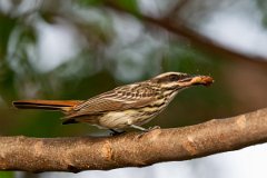 DPPhotography - Pantanal - Streaked flycatcher - K