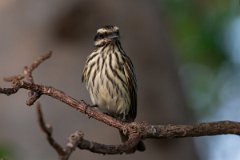 DPPhotography - Pantanal - Streaked flycatcher - L