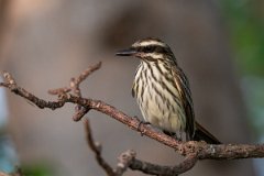 DPPhotography - Pantanal - Streaked flycatcher - M