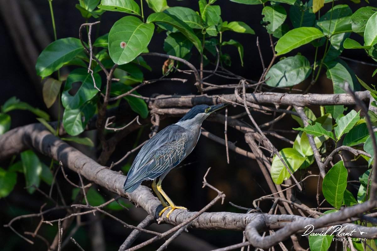 DPPhotography - Pantanal - Striated heron - B.jpg - Striated heron - Rio Sararé, Pantanal, Brazil