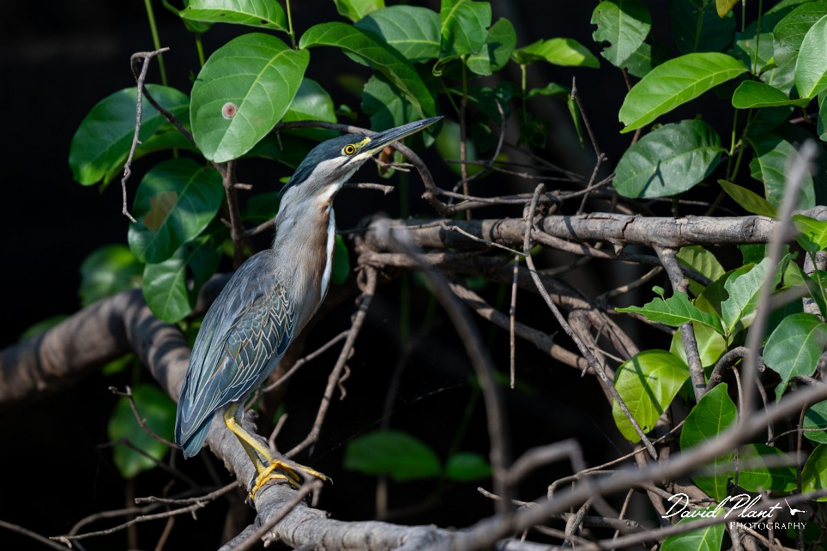 DPPhotography - Pantanal - Striated heron - E.jpg - Striated heron - Rio Sararé, Pantanal, Brazil