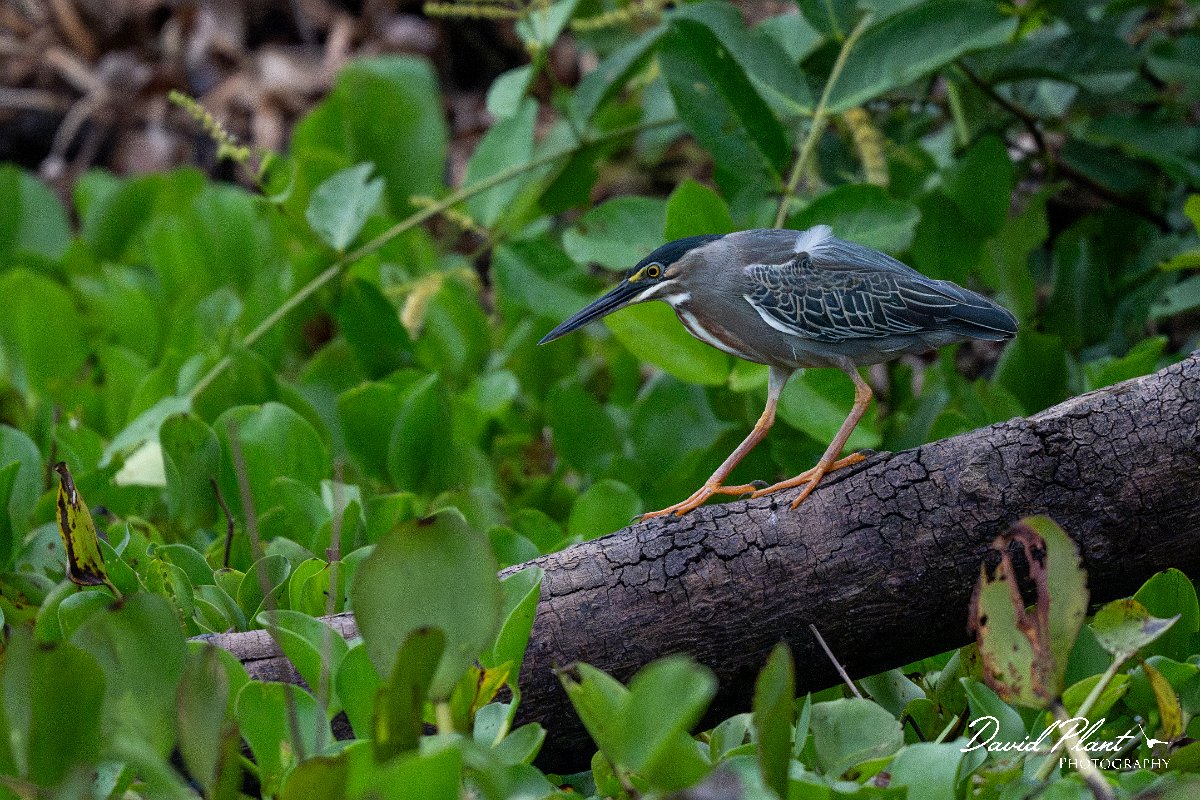 DPPhotography - Pantanal - Striated heron - F.jpg - Striated heron - Rio Sararé, Pantanal, Brazil