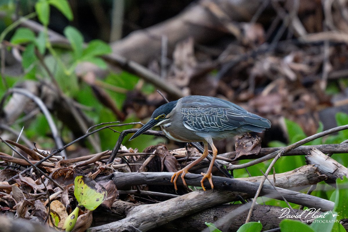 DPPhotography - Pantanal - Striated heron - G.jpg - Striated heron - Rio Sararé, Pantanal, Brazil