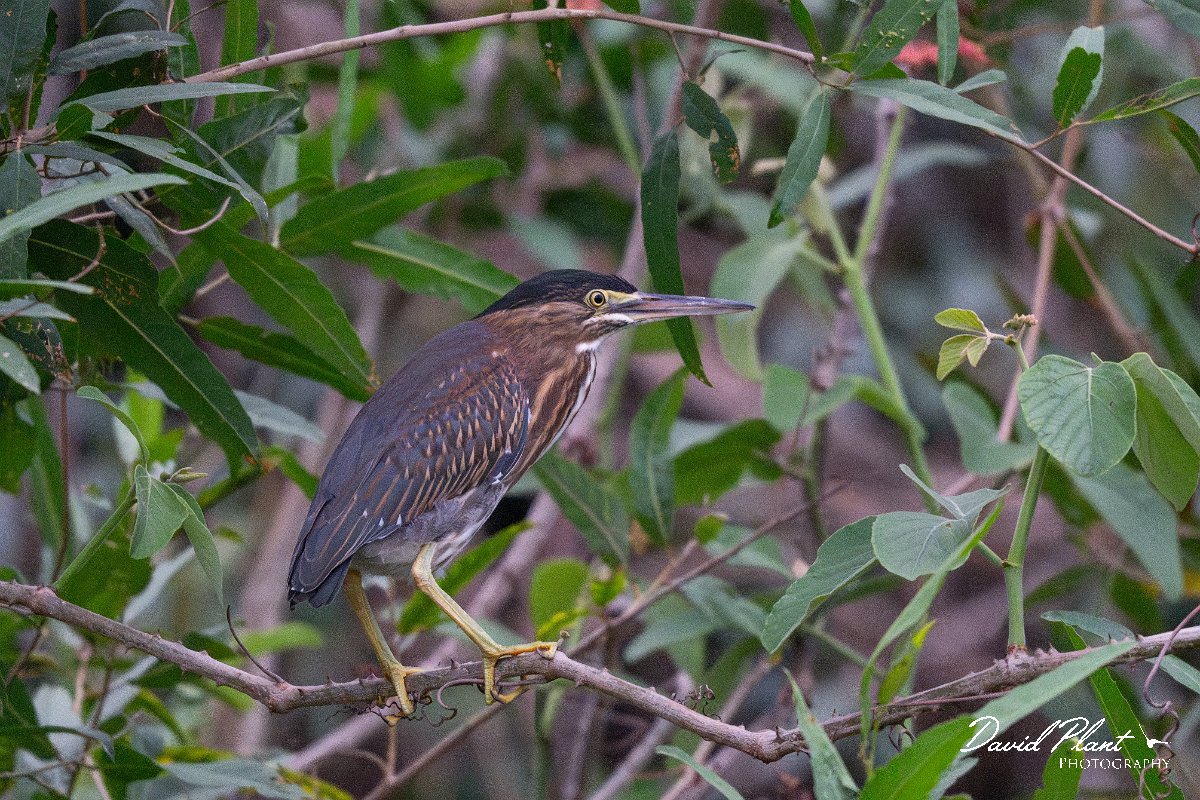 DPPhotography - Pantanal - Striated heron - H.jpg - Striated heron - Rio Sararé, Pantanal, Brazil