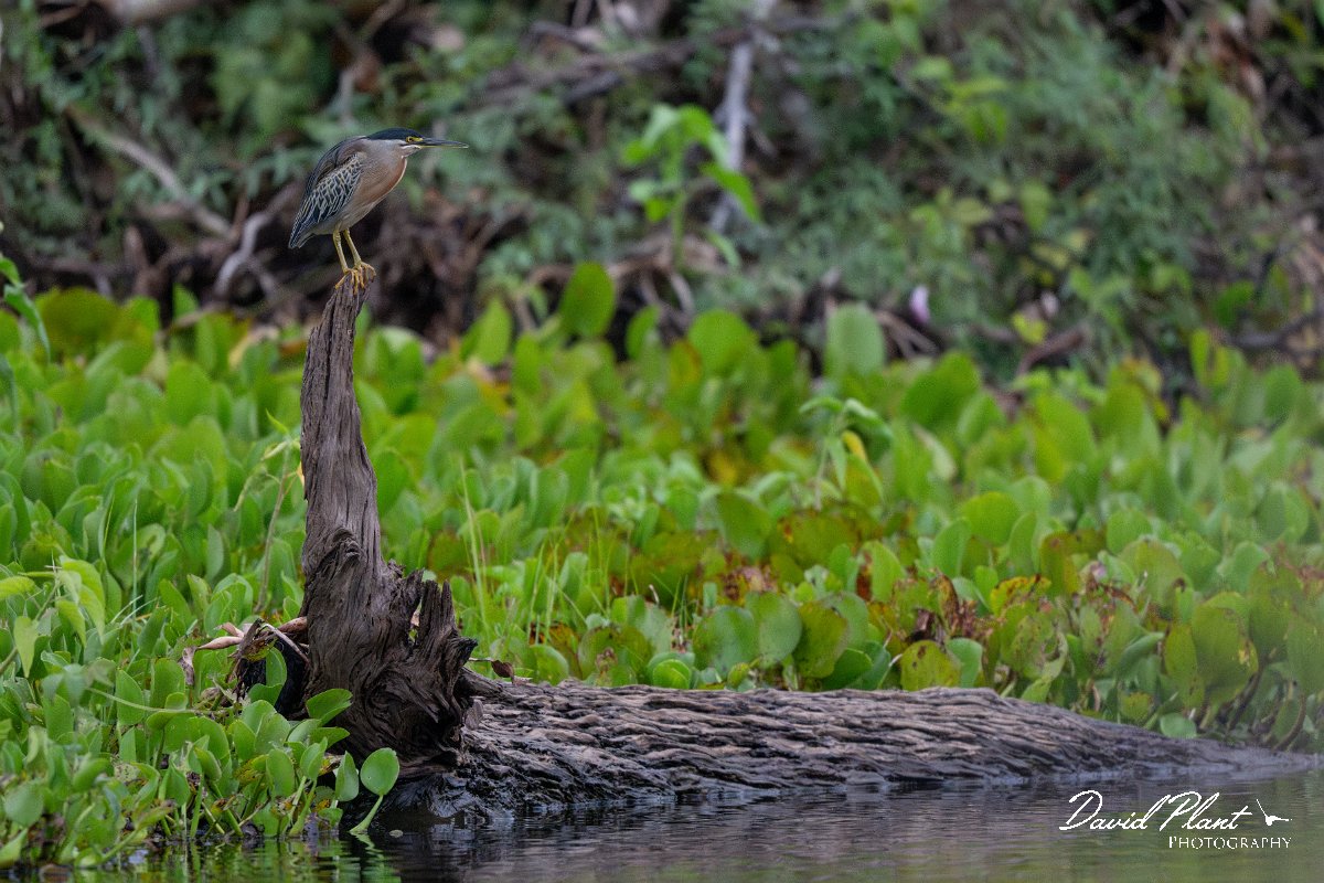 DPPhotography - Pantanal - Striated heron - J.jpg - Striated heron - Rio Sararé, Pantanal, Brazil