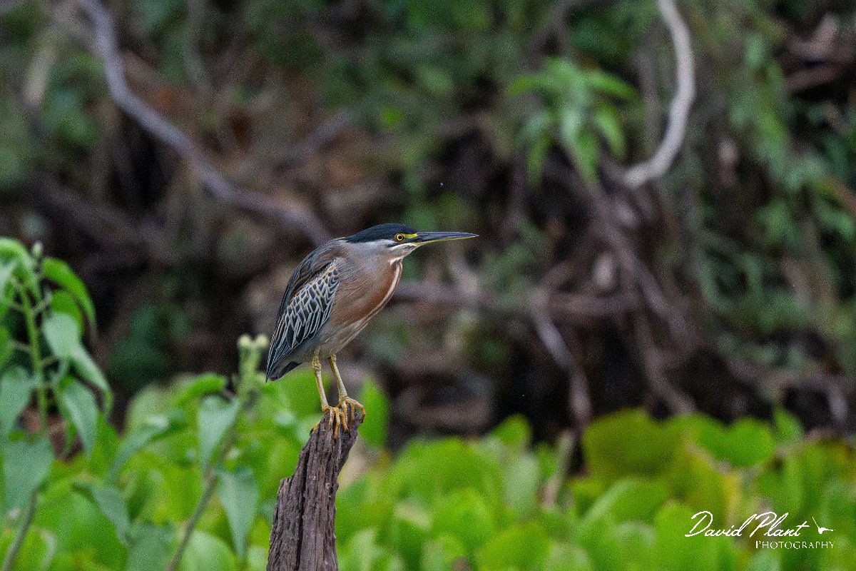 DPPhotography - Pantanal - Striated heron - K.jpg - Striated heron - Rio Sararé, Pantanal, Brazil