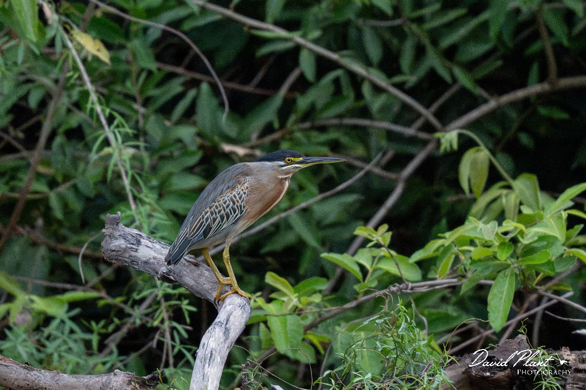 DPPhotography - Pantanal - Striated heron - L.jpg - Striated heron - Rio Sararé, Pantanal, Brazil