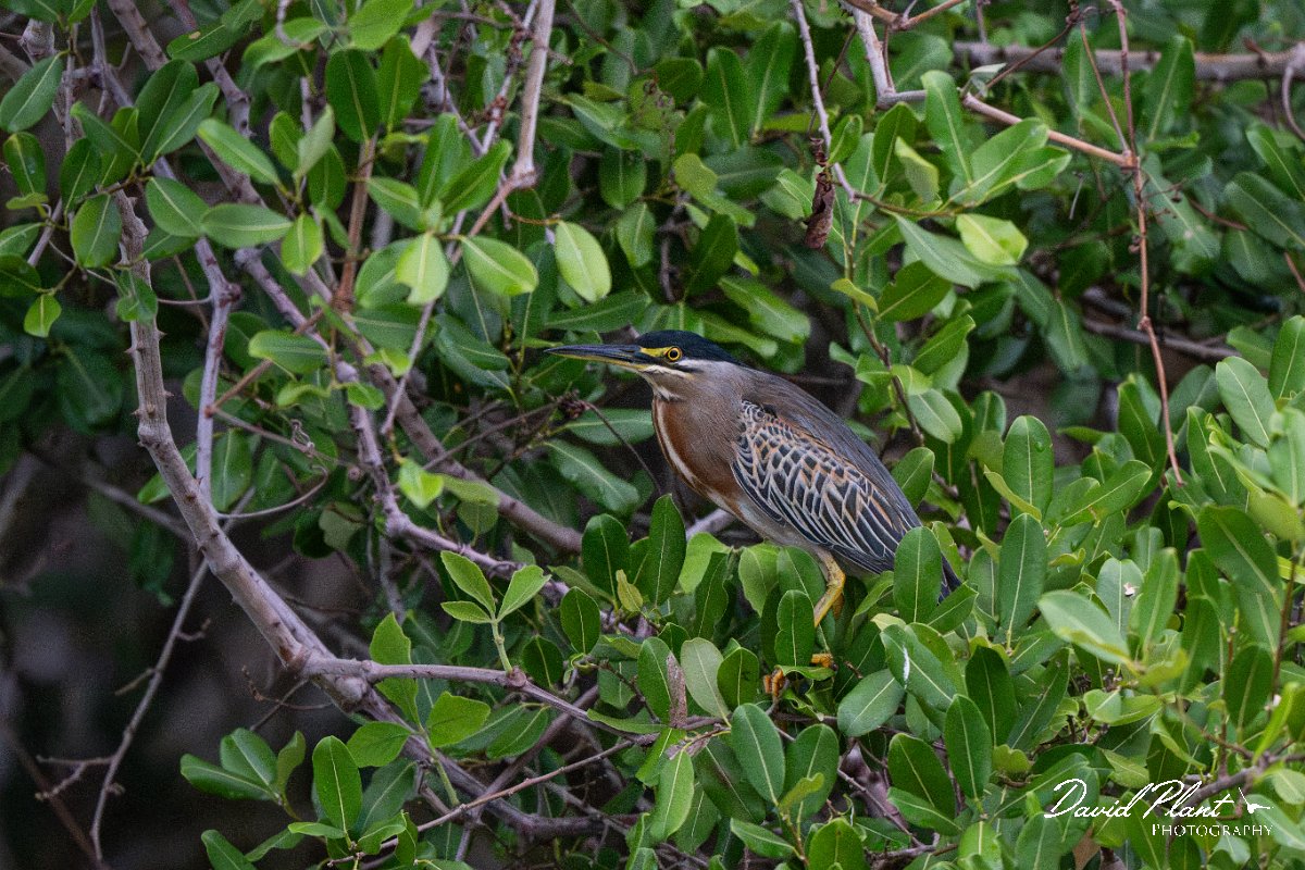 DPPhotography - Pantanal - Striated heron - M.jpg - Striated heron - Rio Sararé, Pantanal, Brazil