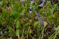 DPPhotography - Pantanal - Striated heron - A