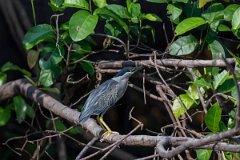 DPPhotography - Pantanal - Striated heron - B