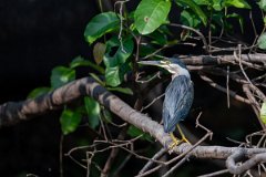 DPPhotography - Pantanal - Striated heron - C