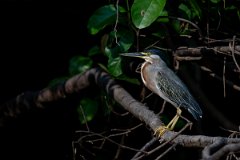 DPPhotography - Pantanal - Striated heron - D