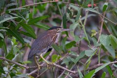 DPPhotography - Pantanal - Striated heron - H
