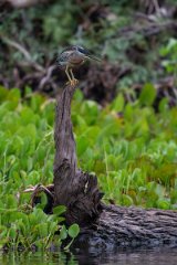 DPPhotography - Pantanal - Striated heron - I
