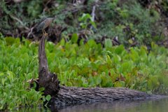 DPPhotography - Pantanal - Striated heron - J