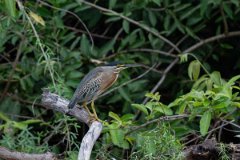 DPPhotography - Pantanal - Striated heron - L
