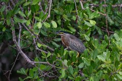DPPhotography - Pantanal - Striated heron - M