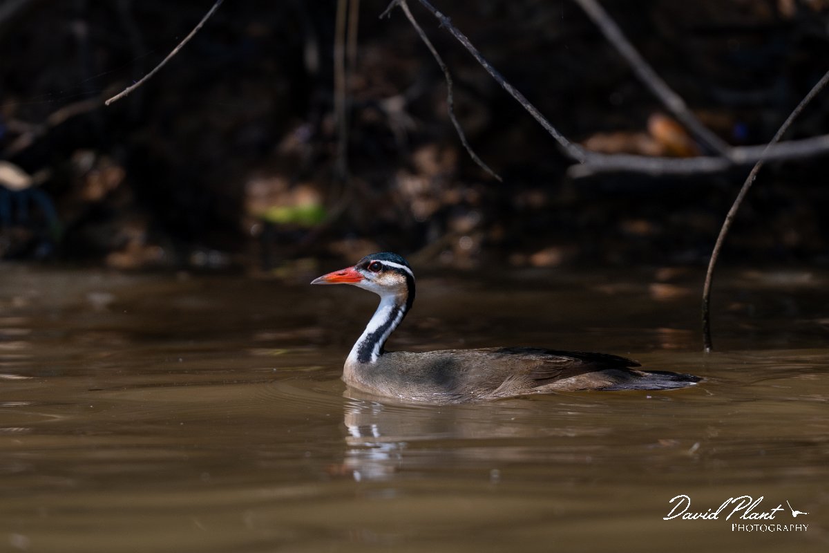 DPPhotography - Pantanal - Sun grebe - A.jpg - Sun grebe - Rio Sararé, Pantanal, Brazil