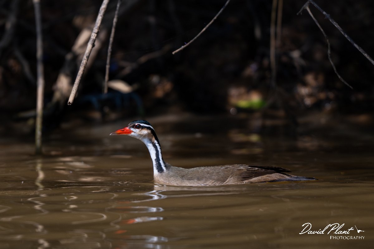 DPPhotography - Pantanal - Sun grebe - B.jpg - Sun grebe - Rio Sararé, Pantanal, Brazil