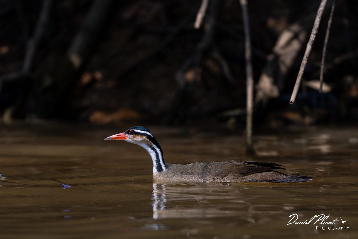 DPPhotography - Pantanal - Sun grebe - C.jpg - Sun grebe - Rio Sararé, Pantanal, Brazil