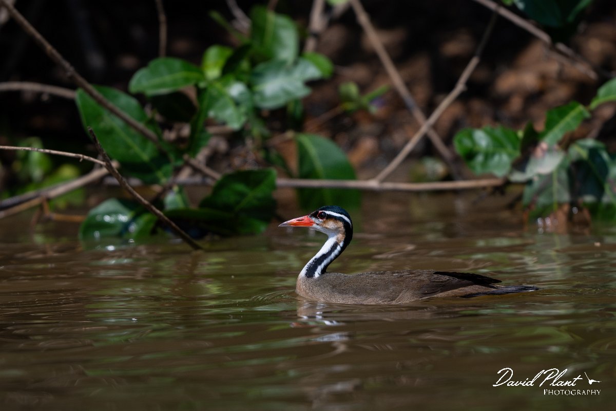 DPPhotography - Pantanal - Sun grebe - E.jpg - Sun grebe - Rio Sararé, Pantanal, Brazil