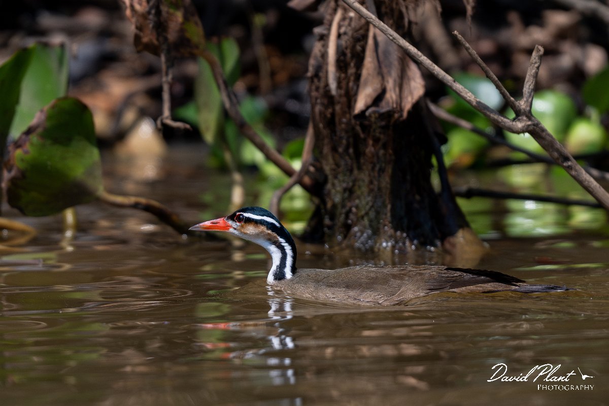 DPPhotography - Pantanal - Sun grebe - G.jpg - Sun grebe - Rio Sararé, Pantanal, Brazil