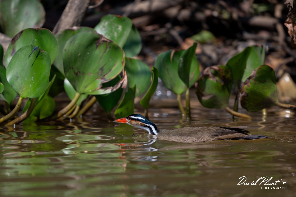 DPPhotography - Pantanal - Sun grebe - H.jpg - Sun grebe - Rio Sararé, Pantanal, Brazil