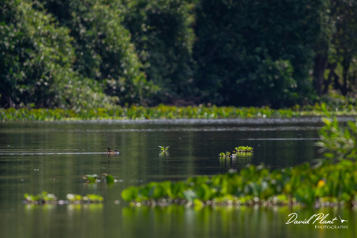 DPPhotography - Pantanal - Sun grebe - J.jpg - Sun grebe - Rio Sararé, Pantanal, Brazil