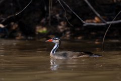 DPPhotography - Pantanal - Sun grebe - A