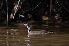 DPPhotography - Pantanal - Sun grebe - B