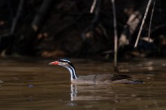DPPhotography - Pantanal - Sun grebe - C
