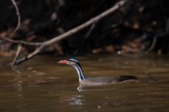 DPPhotography - Pantanal - Sun grebe - D