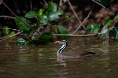 DPPhotography - Pantanal - Sun grebe - E
