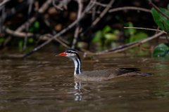 DPPhotography - Pantanal - Sun grebe - F