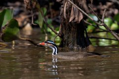 DPPhotography - Pantanal - Sun grebe - G