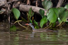 DPPhotography - Pantanal - Sun grebe - I