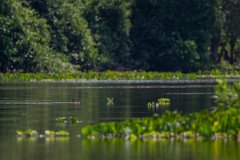 DPPhotography - Pantanal - Sun grebe - J