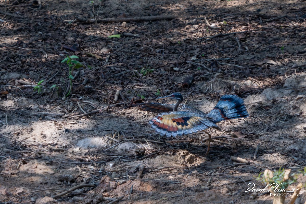 DPPhotography - Pantanal - Sunbittern - A.jpg - Sunbittern - Pantanal, Brazil
