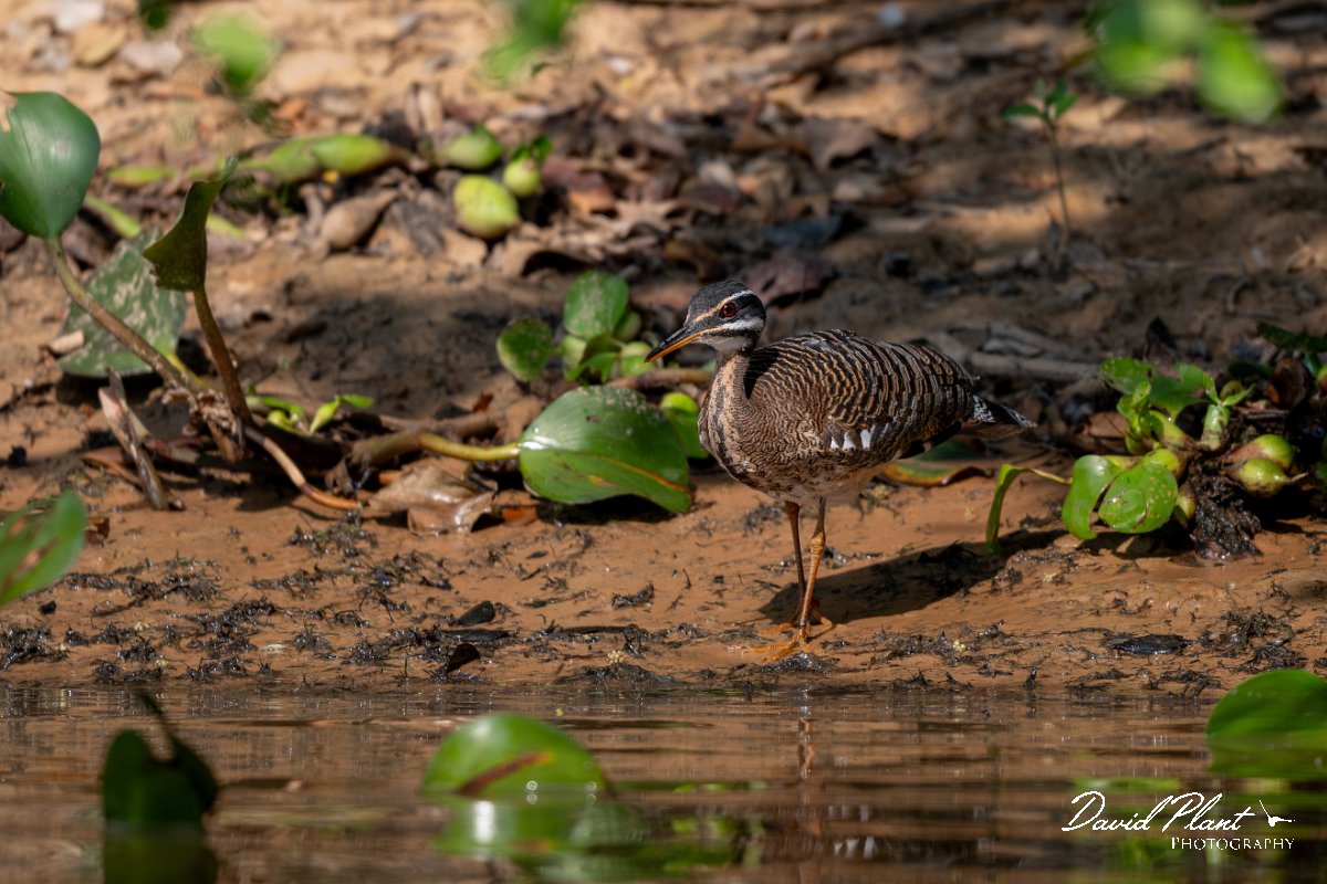 DPPhotography - Pantanal - Sunbittern - B.jpg - Sunbittern - Rio Sararé, Pantanal, Brazil