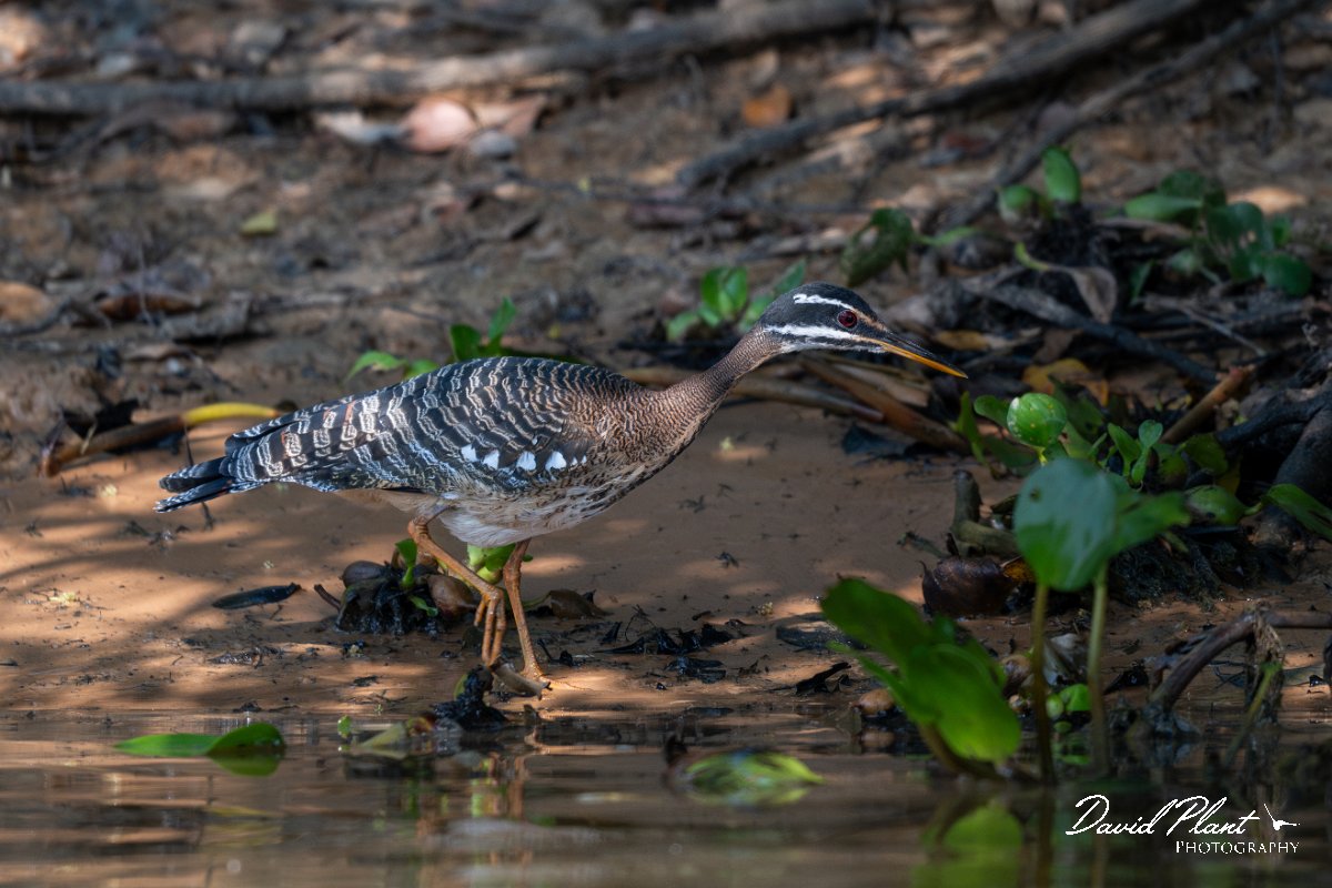 DPPhotography - Pantanal - Sunbittern - C.jpg - Sunbittern - Rio Sararé, Pantanal, Brazil